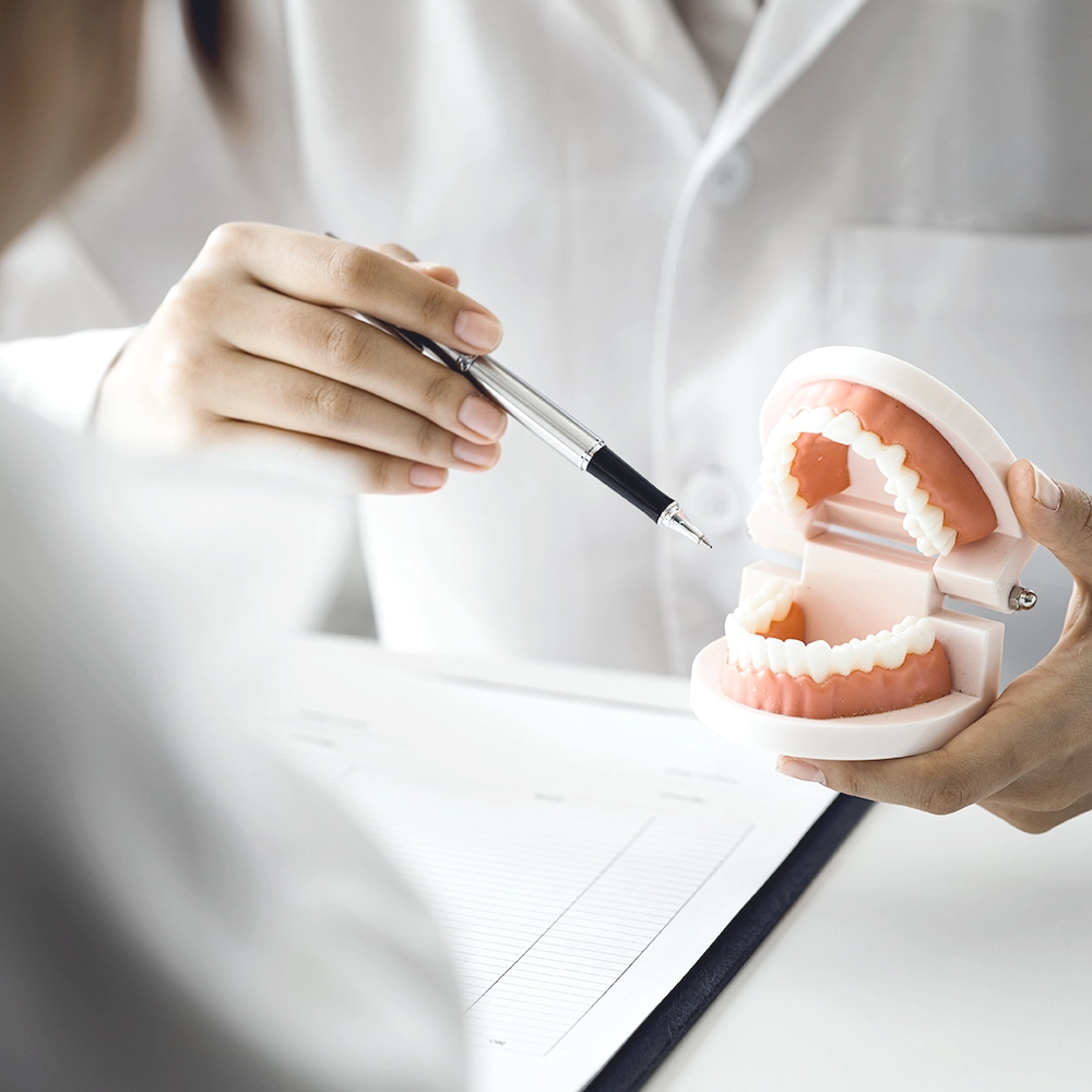 Dentista señalando un modelo dental con un bolígrafo mientras explica detalles dentales.
