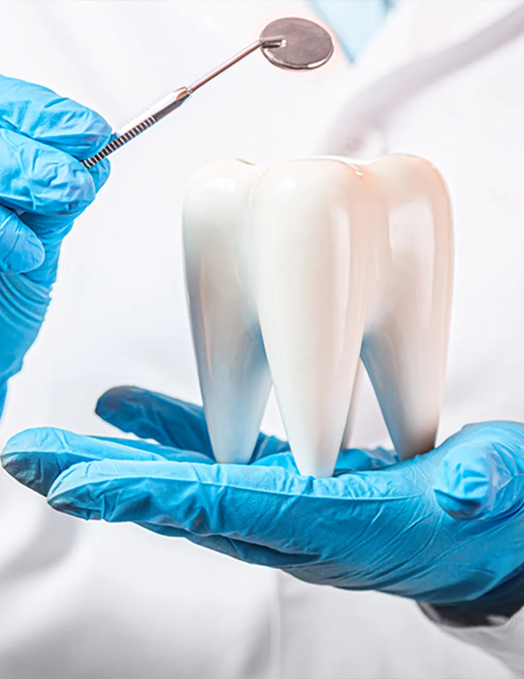 Manos con guantes azules sosteniendo un gran modelo de diente de cerámica en una mano y un espejo dental en la otra.